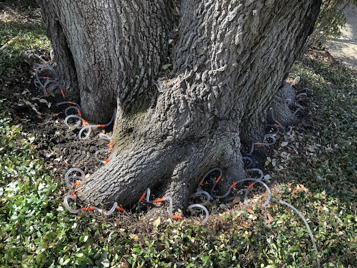 Detailed Tree Cabling and Bracing job site in Amawalk