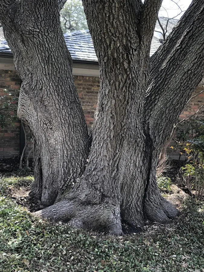 Mature heritage tree close to a Amawalk property cared for by certified arborists
